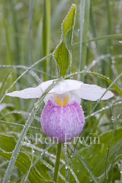 Showy Lady's Slipper