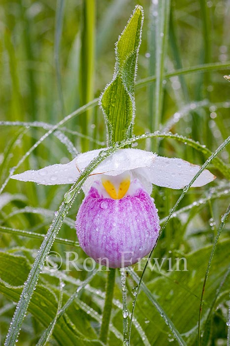 Showy Lady's Slipper