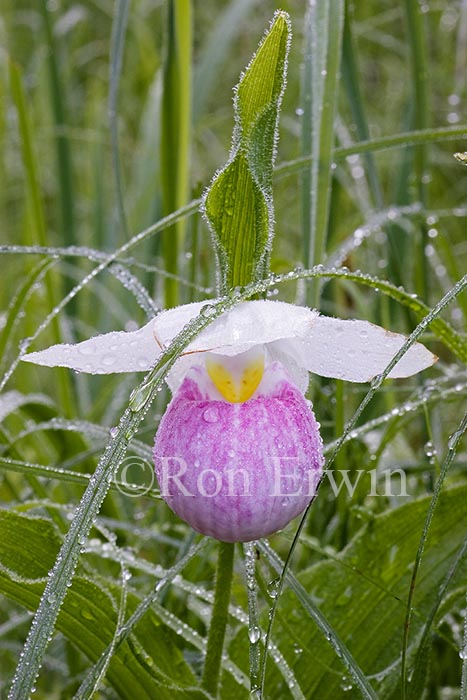 Showy Lady's Slipper