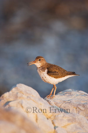 Spotted Sandpiper