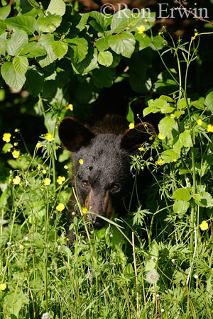 Black Bear