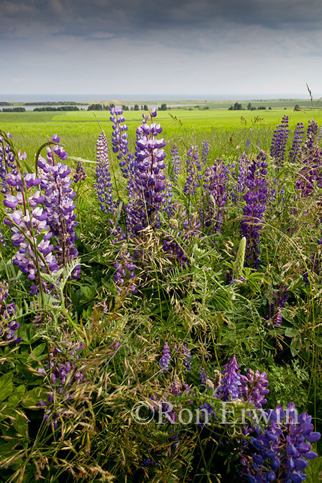 Lupines on PEI