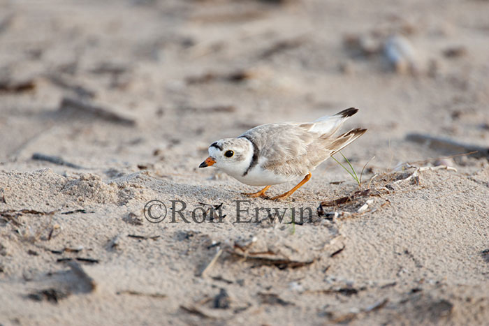 Piping Plover