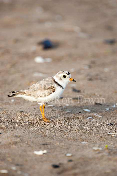 Piping Plover