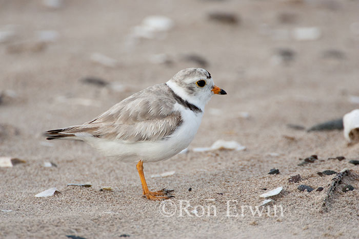 Piping Plover Adult