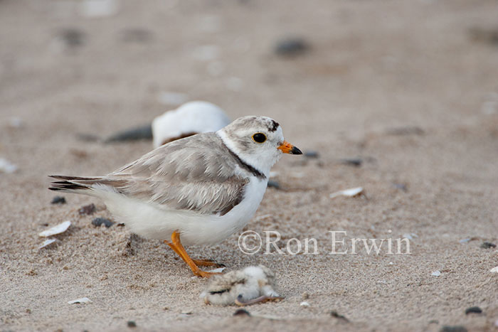 Piping Plover with Dying Young