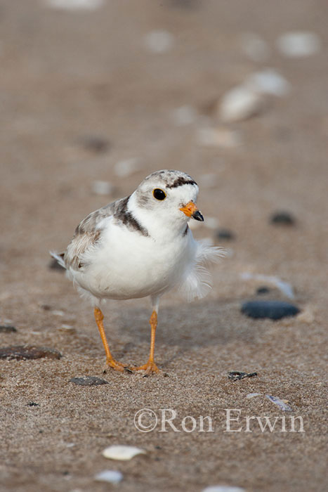 Piping Plover Adult