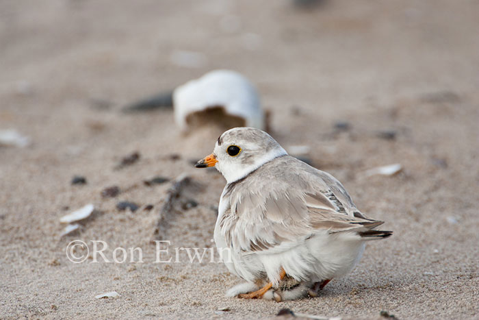 Piping Plover with Dying Young
