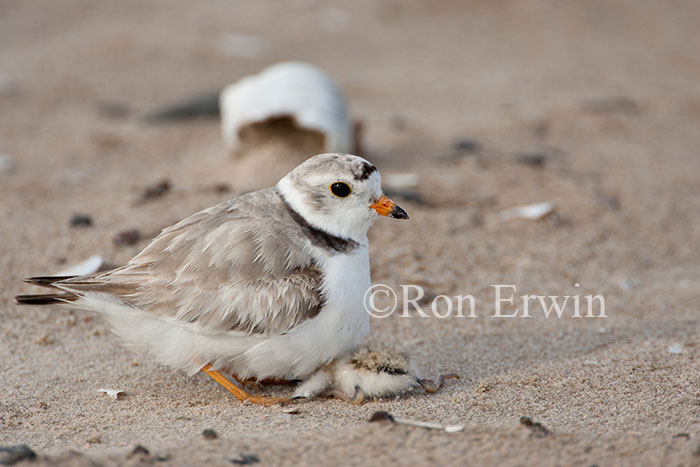 Piping Plover with Dying Young