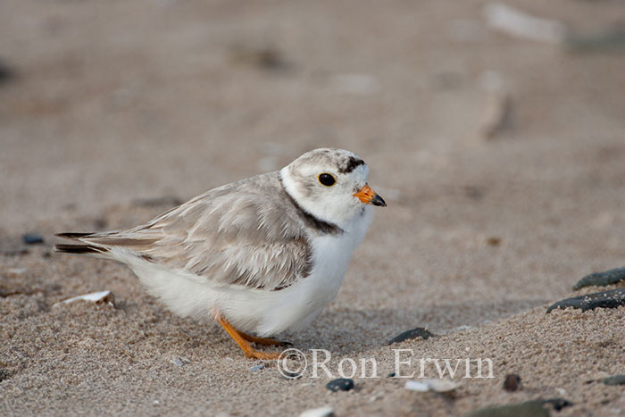 Piping Plover Adult