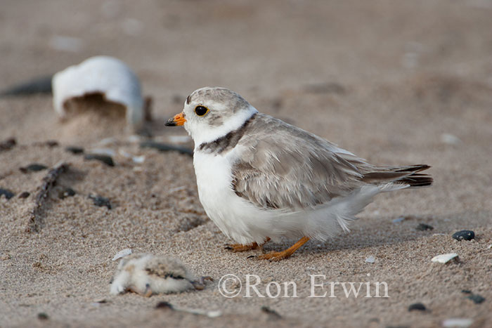 Piping Plover with Dying Young