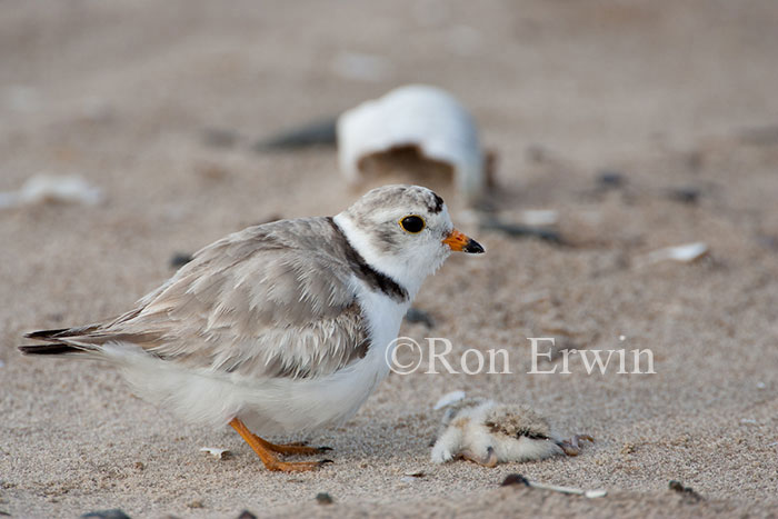 Piping Plover with Dying Young