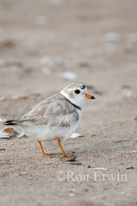 Piping Plover Adult