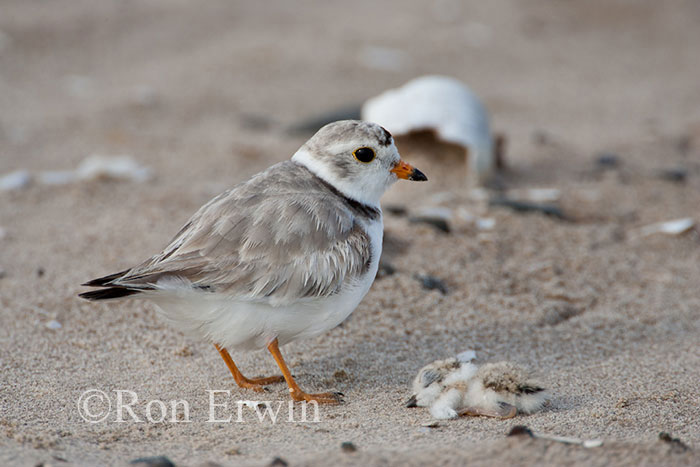 Piping Plover with Dying Young