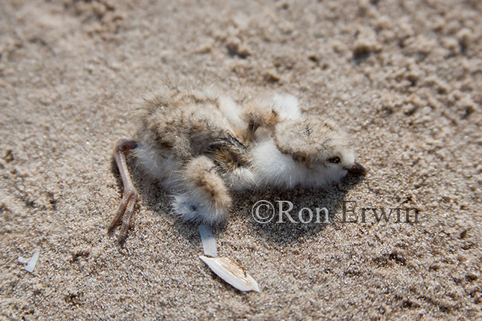 Dead Piping Plover Chick