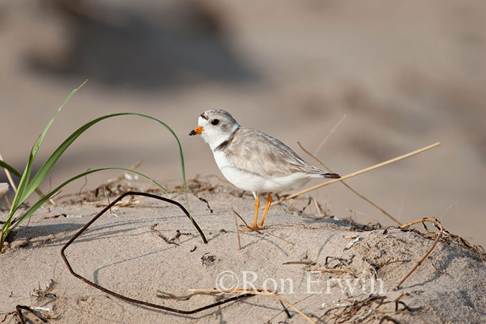 Piping Plover Adult