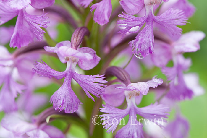 Purple Fringed Orchid