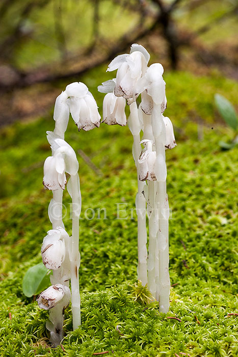 Indian Pipe