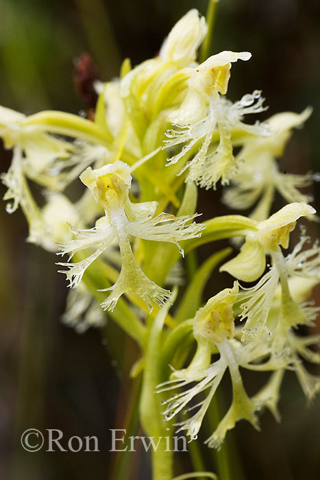 Ragged Fringed Orchid