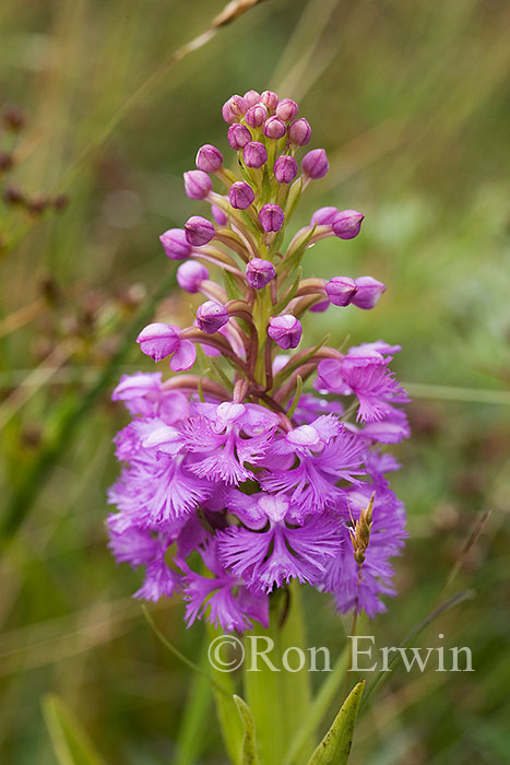 Purple Fringed Orchid