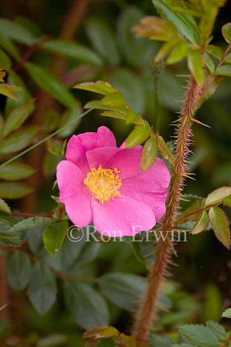 Wild Rose
