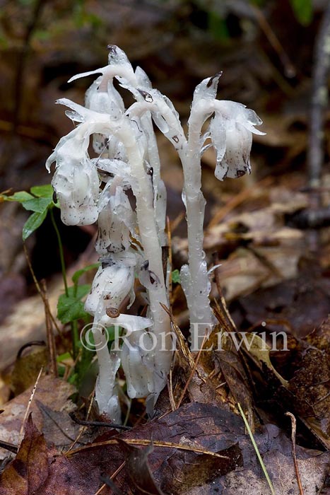 Ghost Pipe