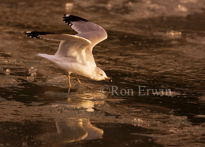 Ring-billed Gull