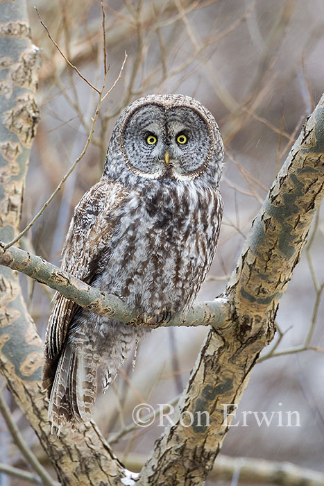 Great Gray Owl