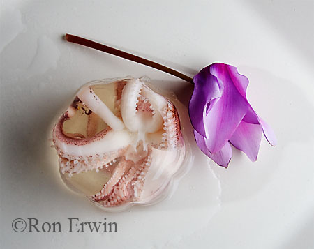 Squid and Flower
