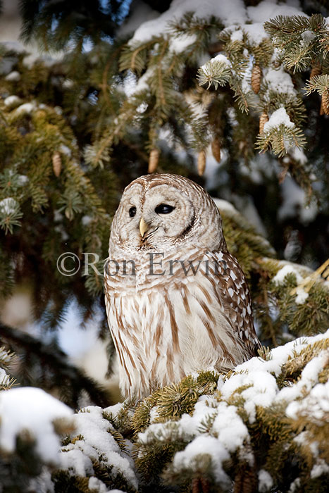 Barred Owl in Winter