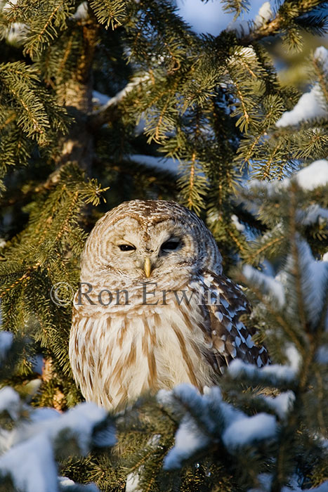 Barred Owl