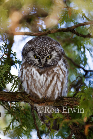 Boreal Owl
