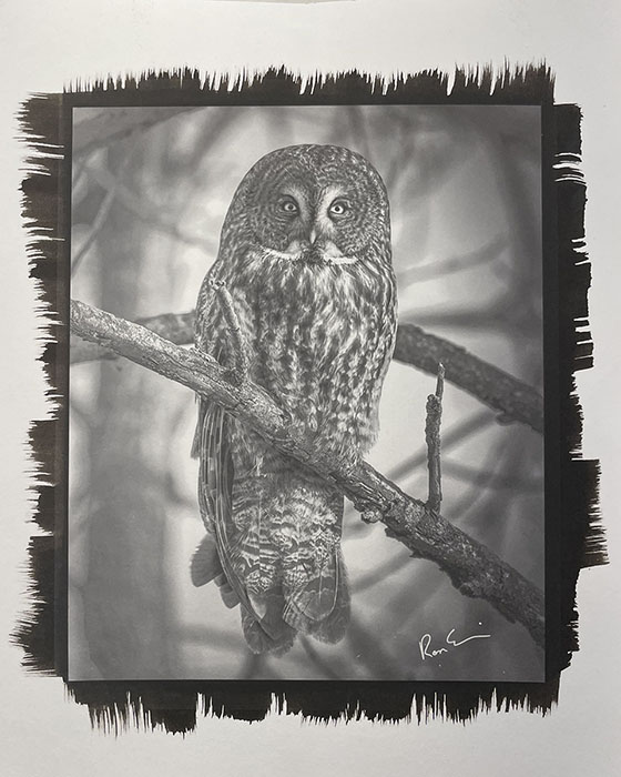 Great Gray Owl (# 2)