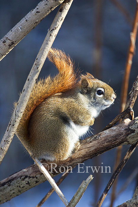 Red Squirrel