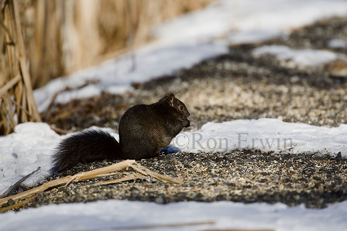 Eastern Gray Squirrel