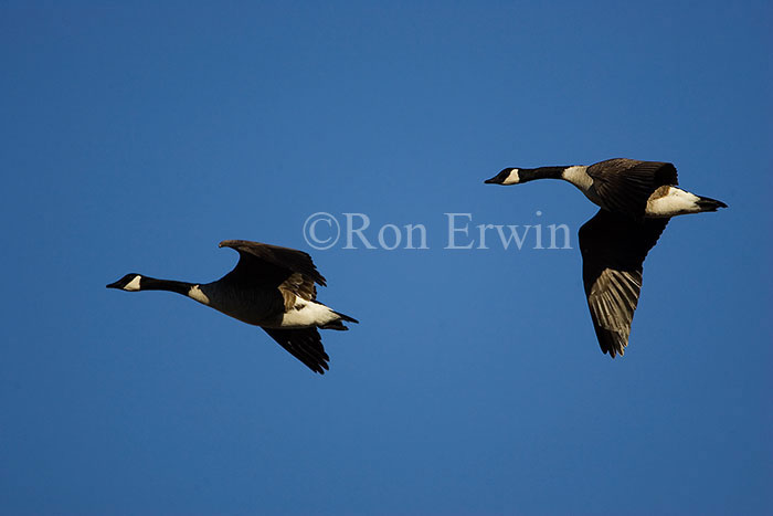 Canada Geese