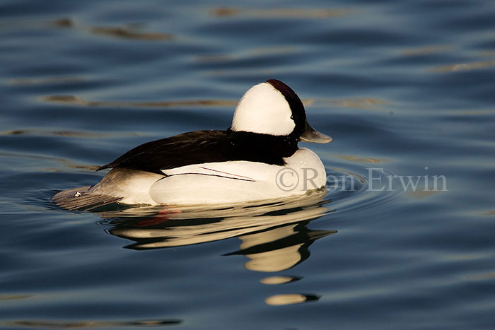 Bufflehead