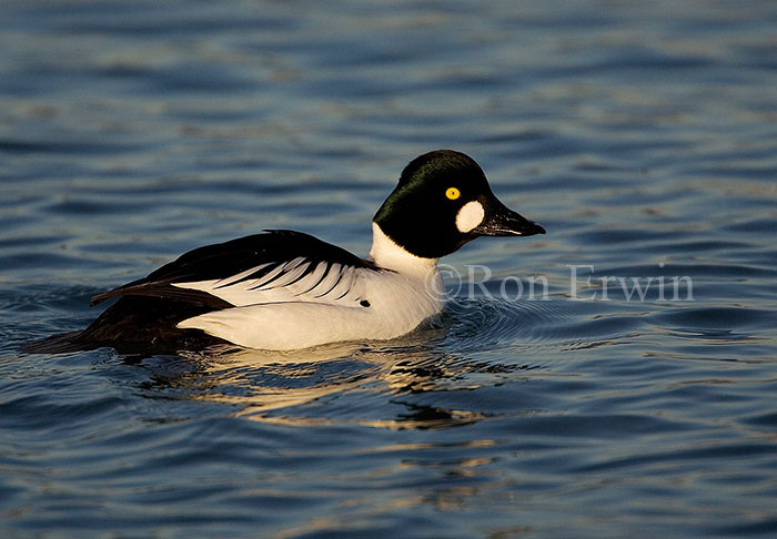 Goldeneye