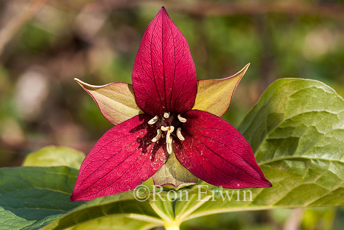 Red Trillium