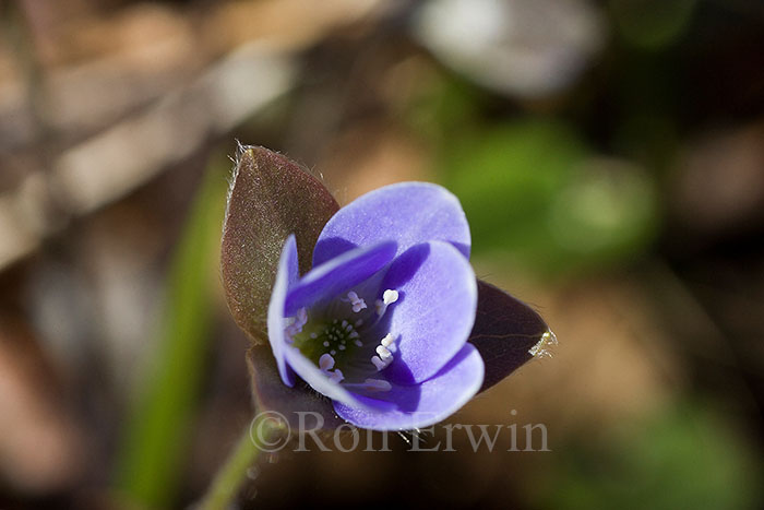 Round-lobed Hepatica
