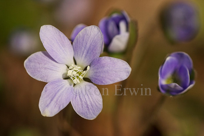 Round-lobed Hepatica