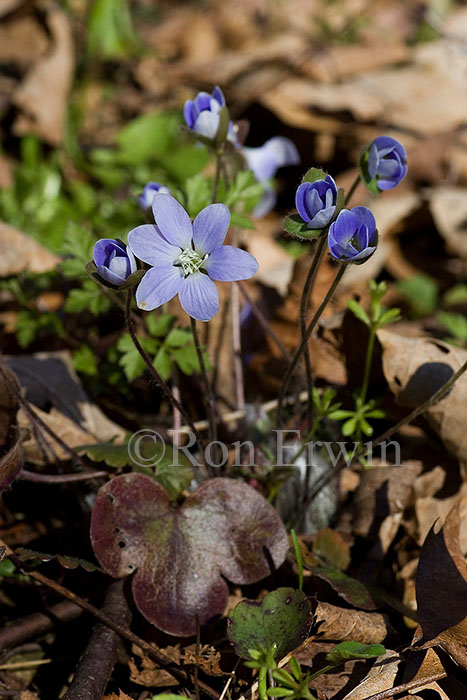 Round-lobed Hepatica