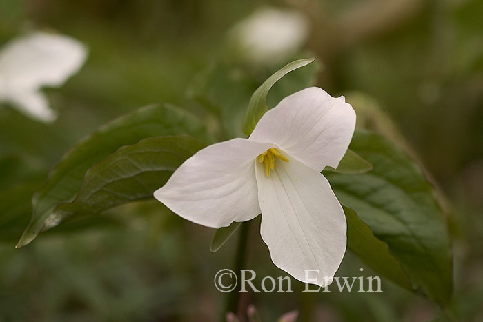 White Trillium