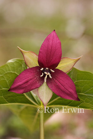 Red Trillium