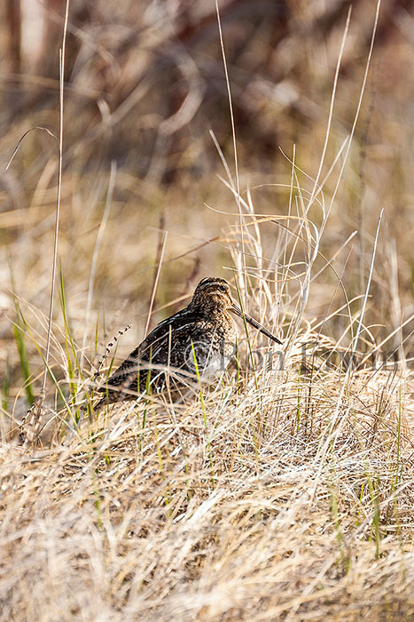 Wilson's Snipe