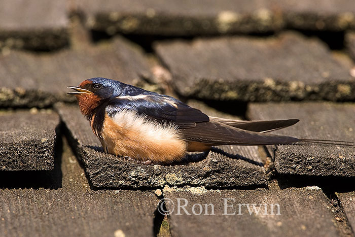 Barn Swallow
