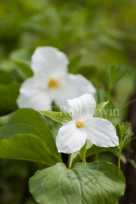 White Trilliums