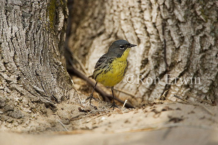 Kirtland's Warbler