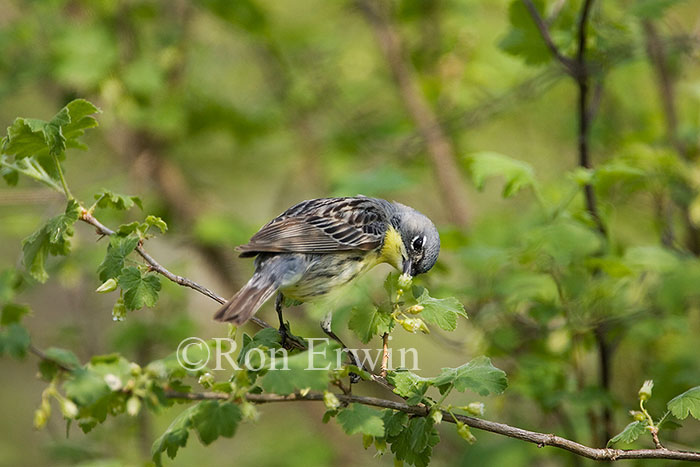 Kirtland's Warbler