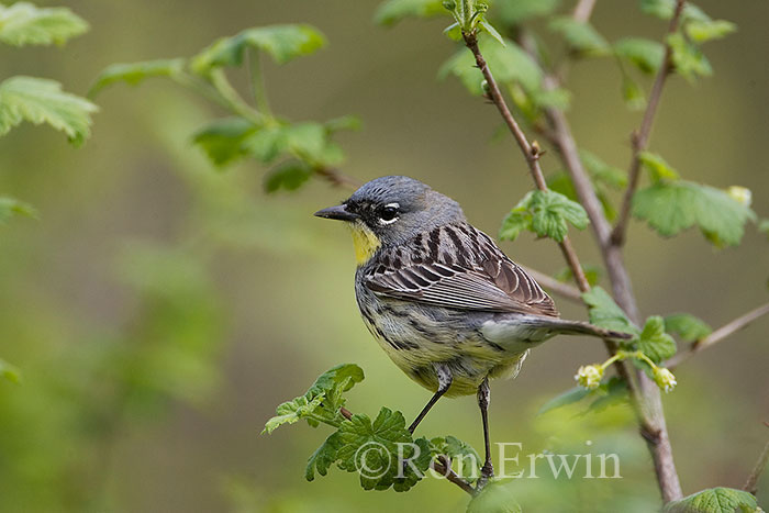 Kirtland's Warbler